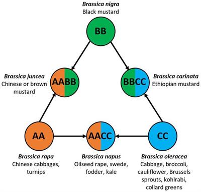 The current status, challenges, and future perspectives for managing diseases of brassicas